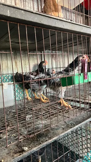 দেশি মুরগির ২০ দিন ও ৪০ দিনের বাচ্চা বিক্রি হবে