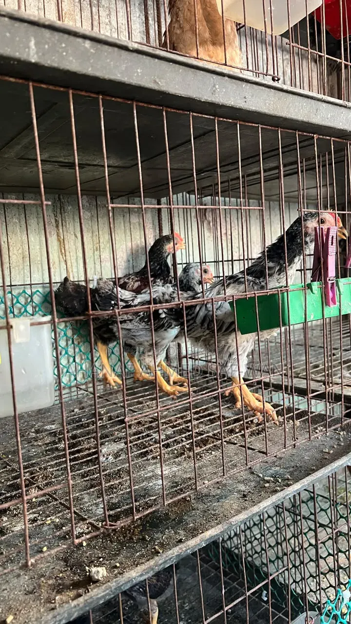 দেশি মুরগির ২০ দিন ও ৪০ দিনের বাচ্চা বিক্রি হবে