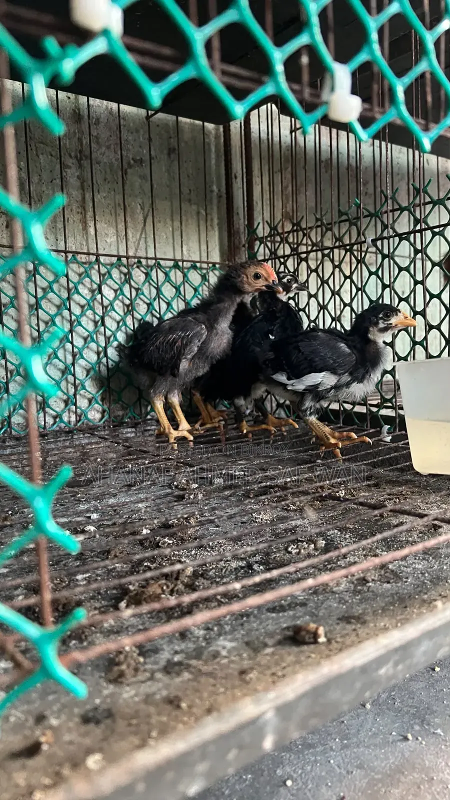 দেশি মুরগির ২০ দিন ও ৪০ দিনের বাচ্চা বিক্রি হবে