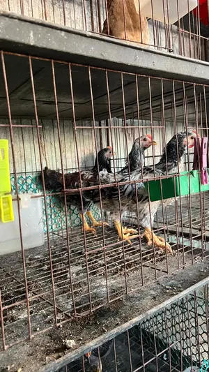 দেশি মুরগির ২০ দিন ও ৪০ দিনের বাচ্চা বিক্রি হবে