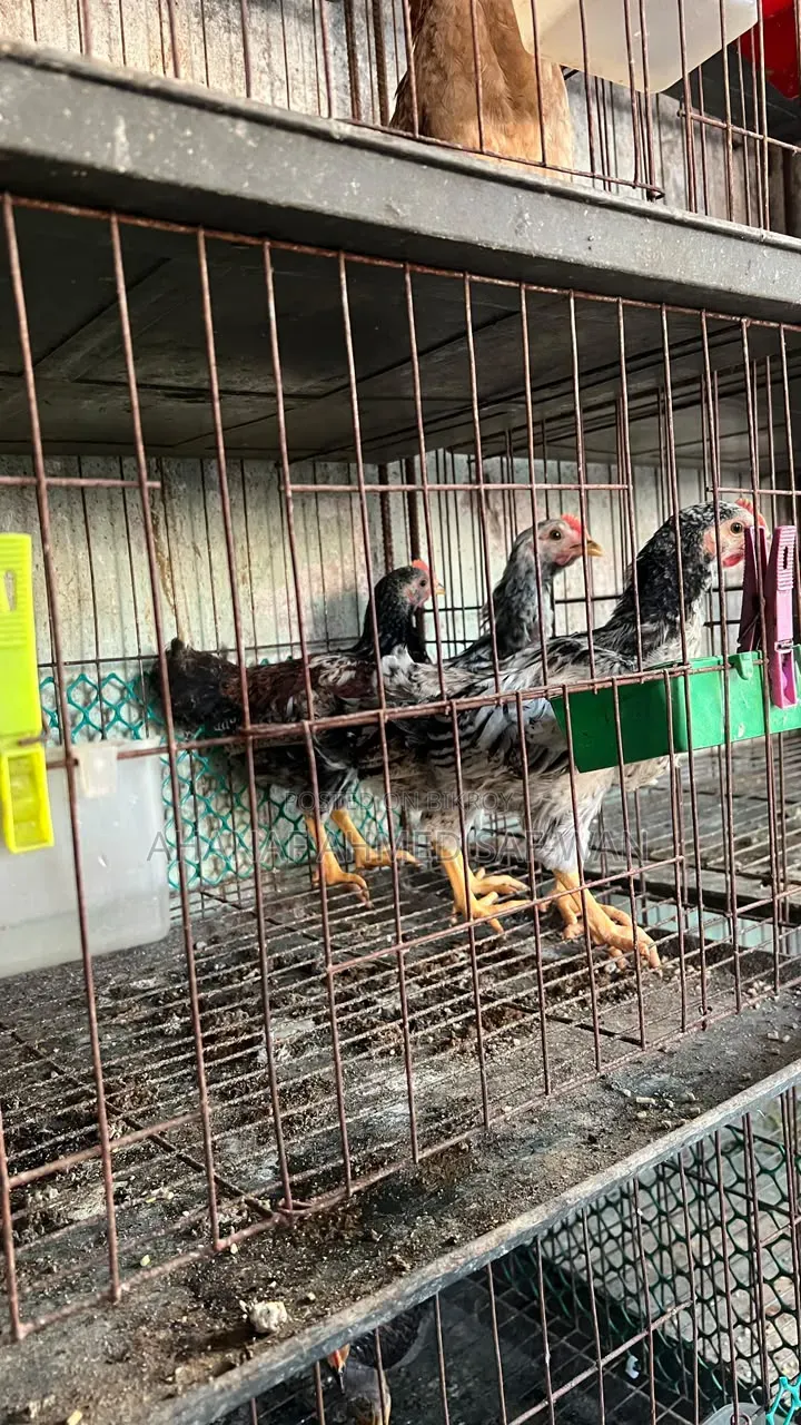 দেশি মুরগির ২০ দিন ও ৪০ দিনের বাচ্চা বিক্রি হবে