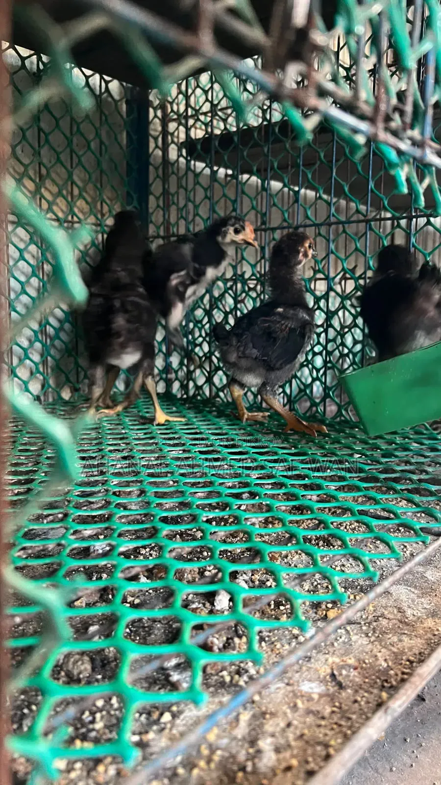 দেশি মুরগির ২০ দিন ও ৪০ দিনের বাচ্চা বিক্রি হবে