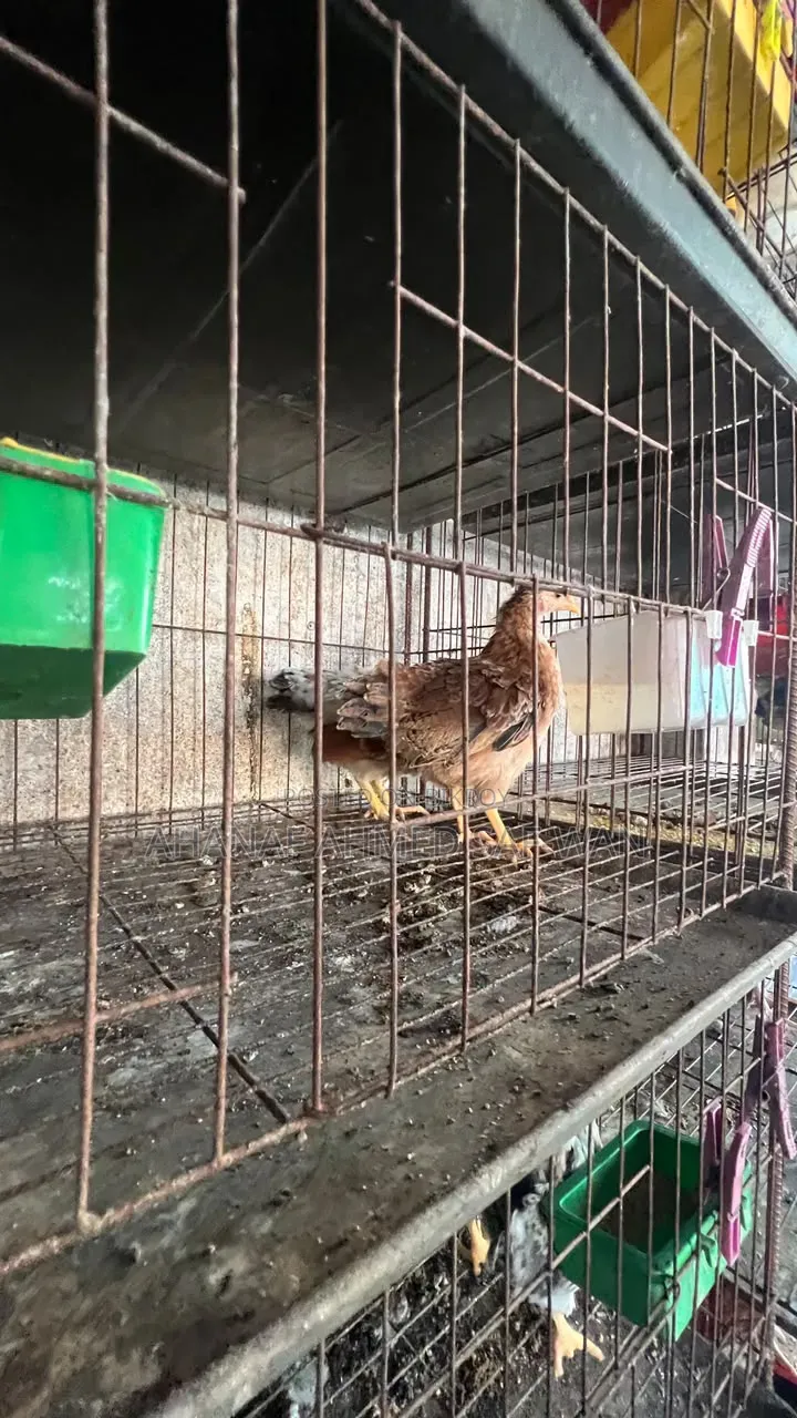 দেশি মুরগির ২০ দিন ও ৪০ দিনের বাচ্চা বিক্রি হবে