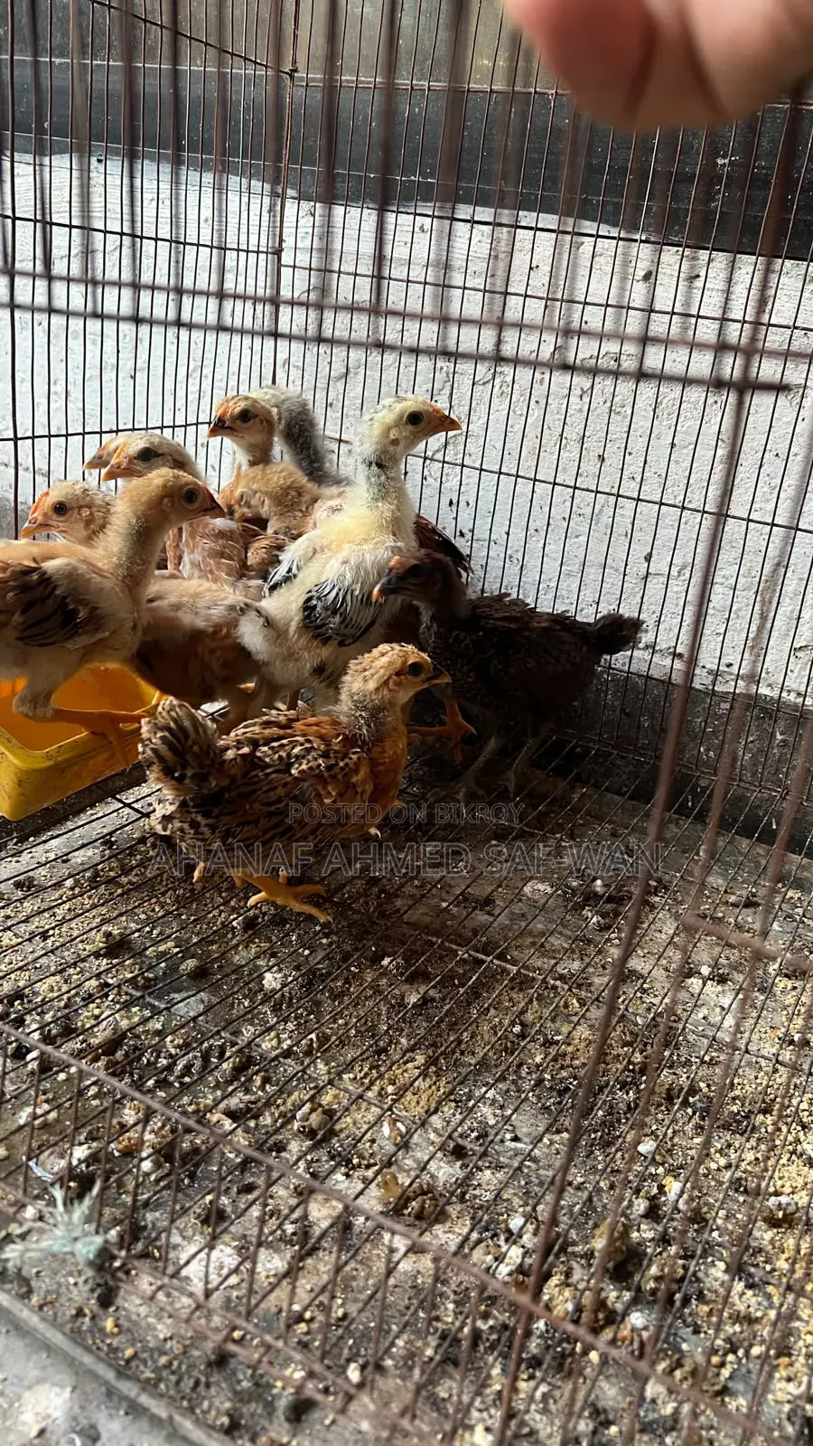 দেশি মুরগির ২০ দিন ও ৪০ দিনের বাচ্চা বিক্রি হবে