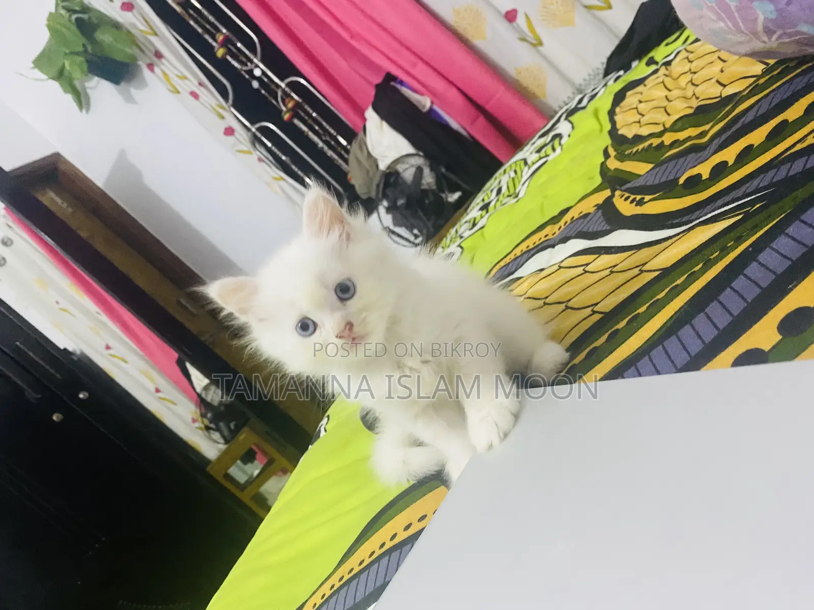 1-3 Months Female Purebred Persian
