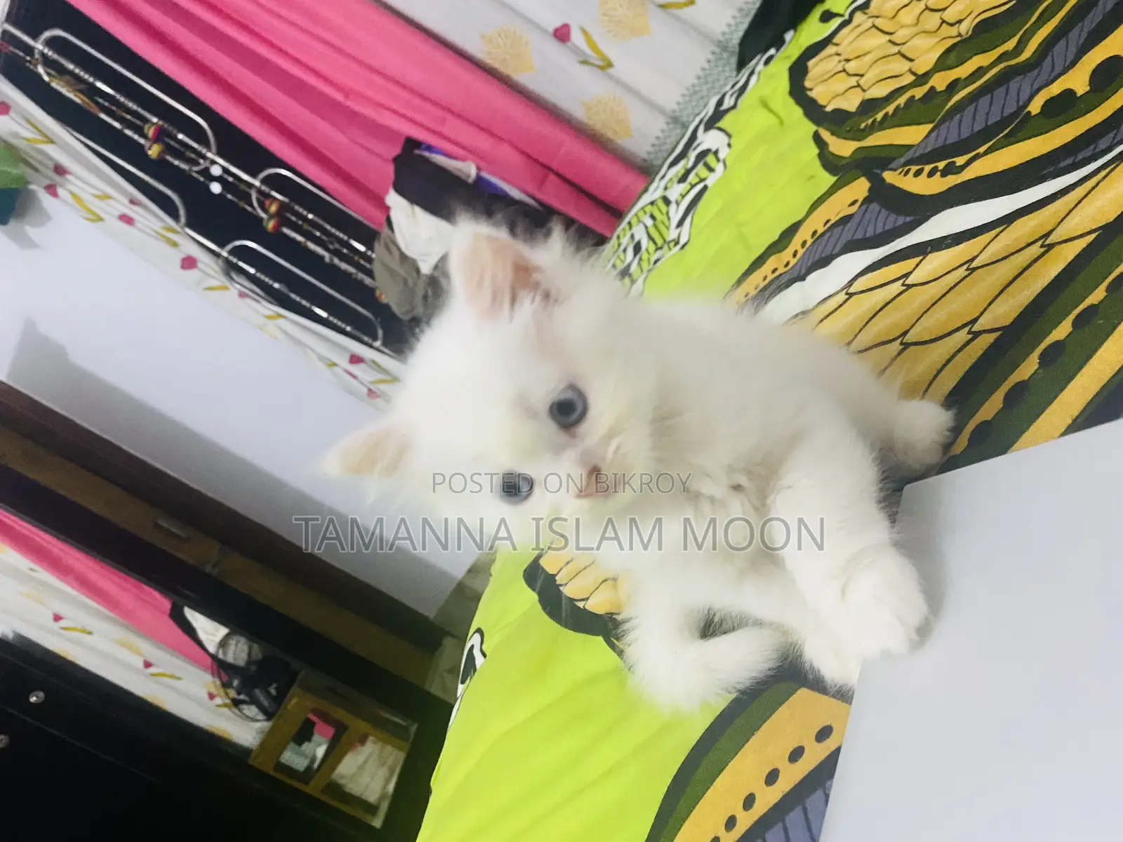 1-3 Months Female Purebred Persian