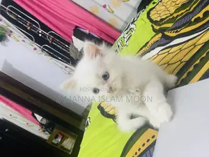 1-3 Months Female Purebred Persian