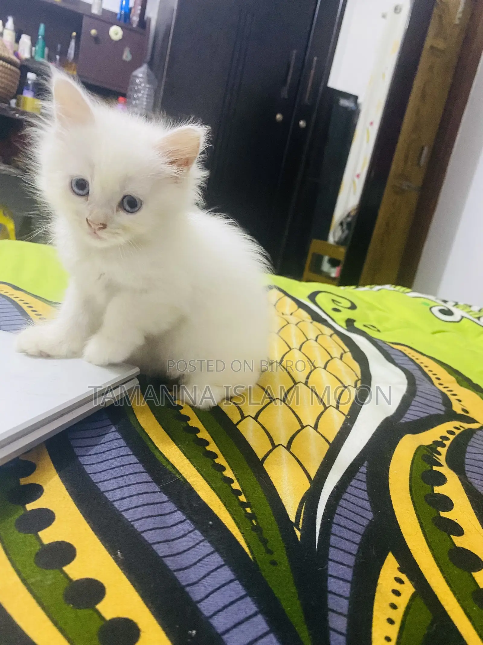 1-3 Months Female Purebred Persian