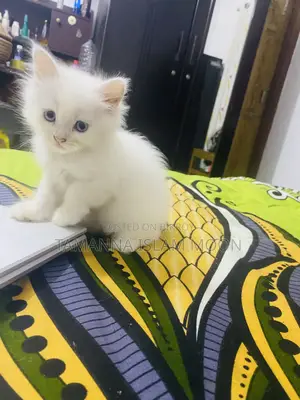 1-3 Months Female Purebred Persian