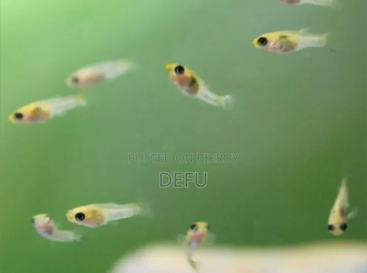 Tiger Tail Guppy Fry Pair