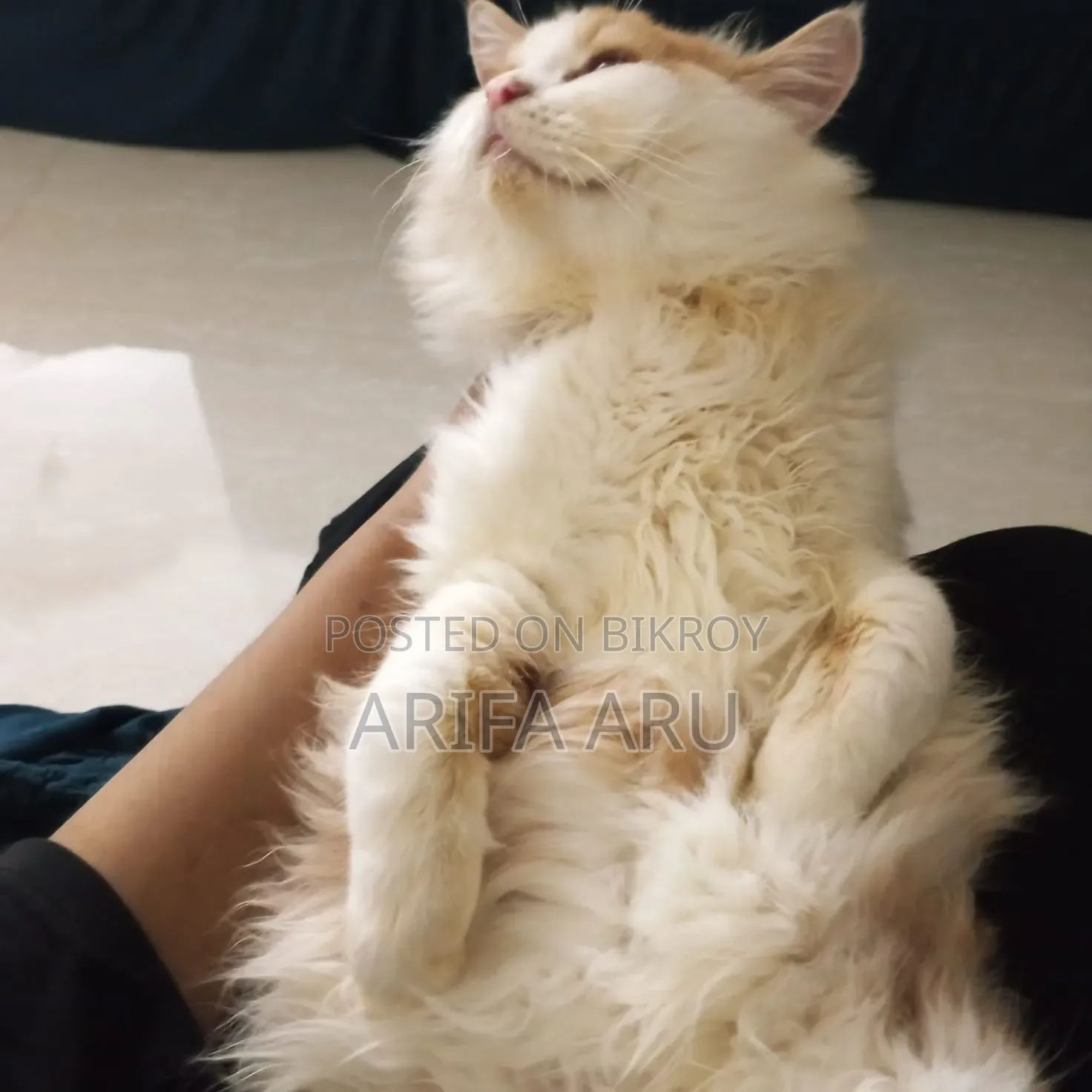 3-6 Months Female Purebred Persian