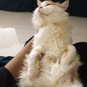 3-6 Months Female Purebred Persian