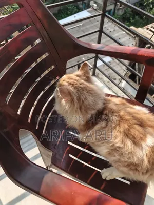 3-6 Months Female Purebred Persian