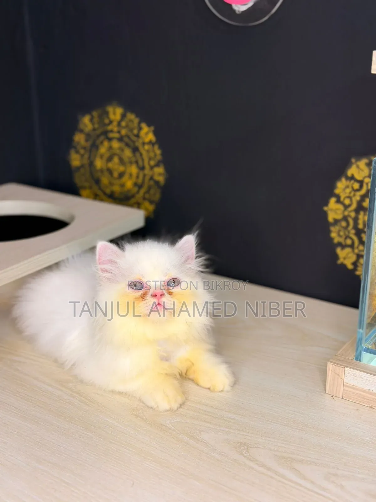 ১-৩ মাসের মেল পিওরব্রেড পার্সিয়ান বিড়ালছানা