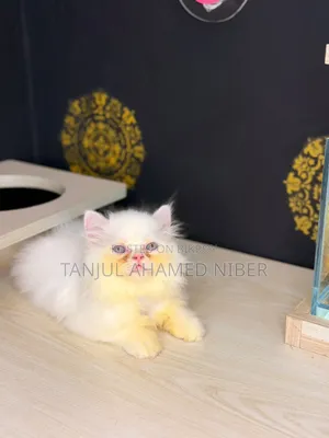 ১-৩ মাসের মেল পিওরব্রেড পার্সিয়ান বিড়ালছানা