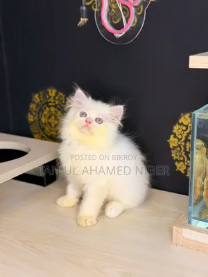 ১-৩ মাসের মেল পিওরব্রেড পার্সিয়ান বিড়ালছানা