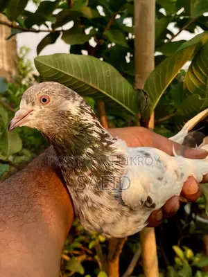 পাকিস্তানি গোল্ডেন মাদি