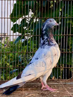 পাকিস্তানি গোল্ডেন মাদি