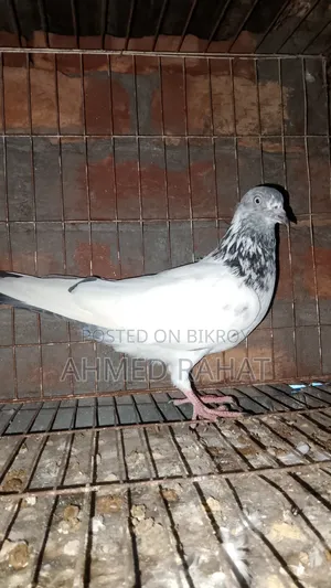 Good Blader Pigeon