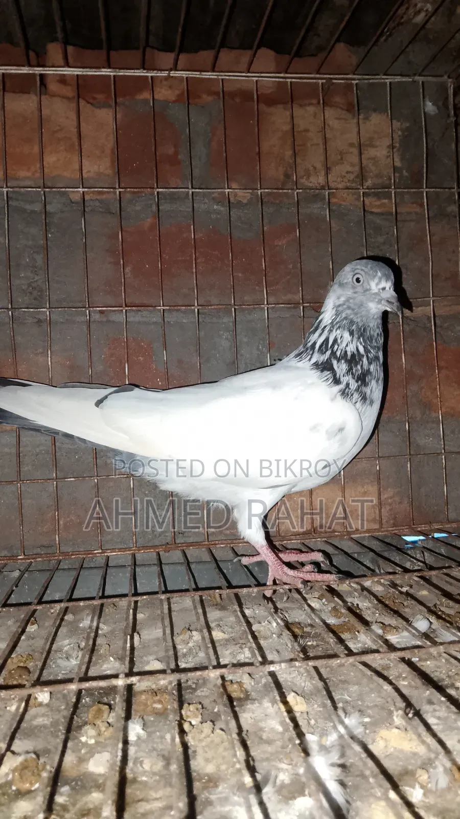 Good Blader Pigeon