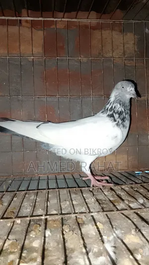 Good Blader Pigeon