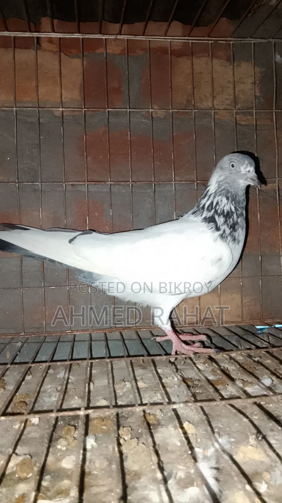 Good Blader Pigeon