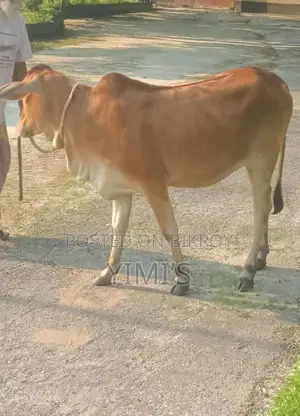 দুটি ক্রস গরু কিনুন একটি ষাঁড় এবং অন্যটি বকনা গরু