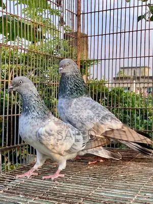 আমন সিলভার রানিং পেয়ার