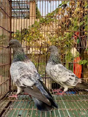 আমন সিলভার রানিং পেয়ার