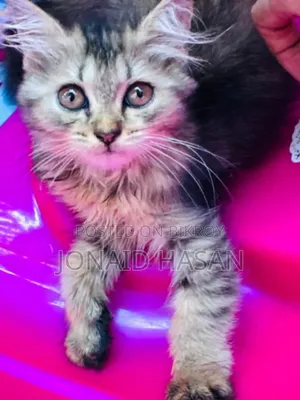 1-3 Months Female Purebred Persian