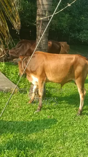 দুটি ক্রস গরু কিনুন একটি ষাঁড় এবং অন্যটি বকনা গরু