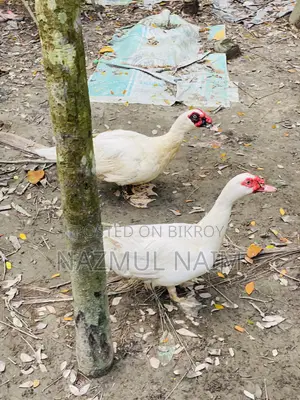 White Male Muscovy Duck for Sale
