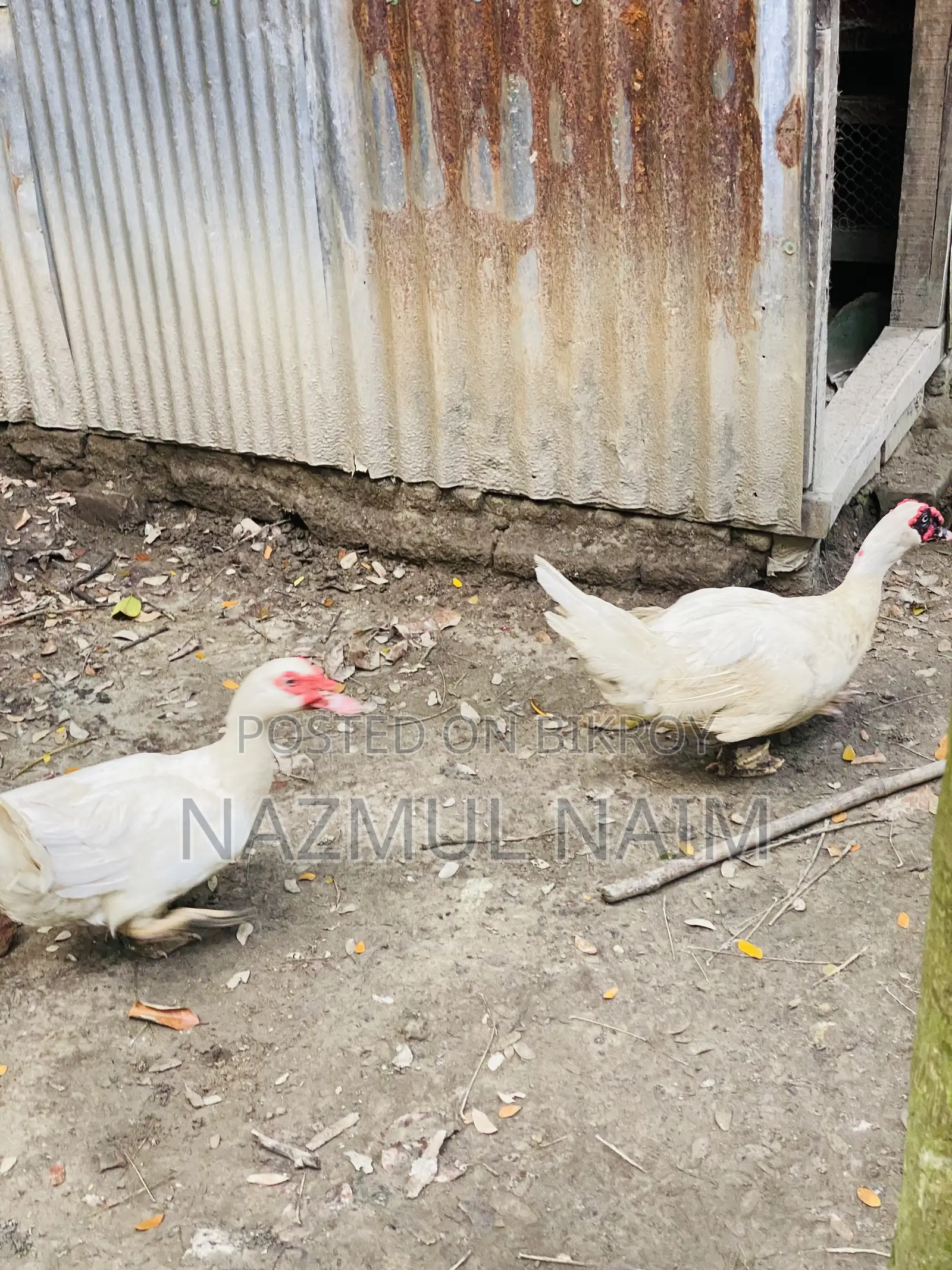 White Male Muscovy Duck for Sale