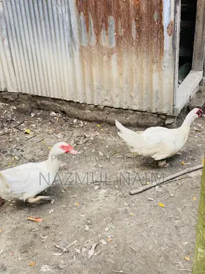 White Male Muscovy Duck for Sale