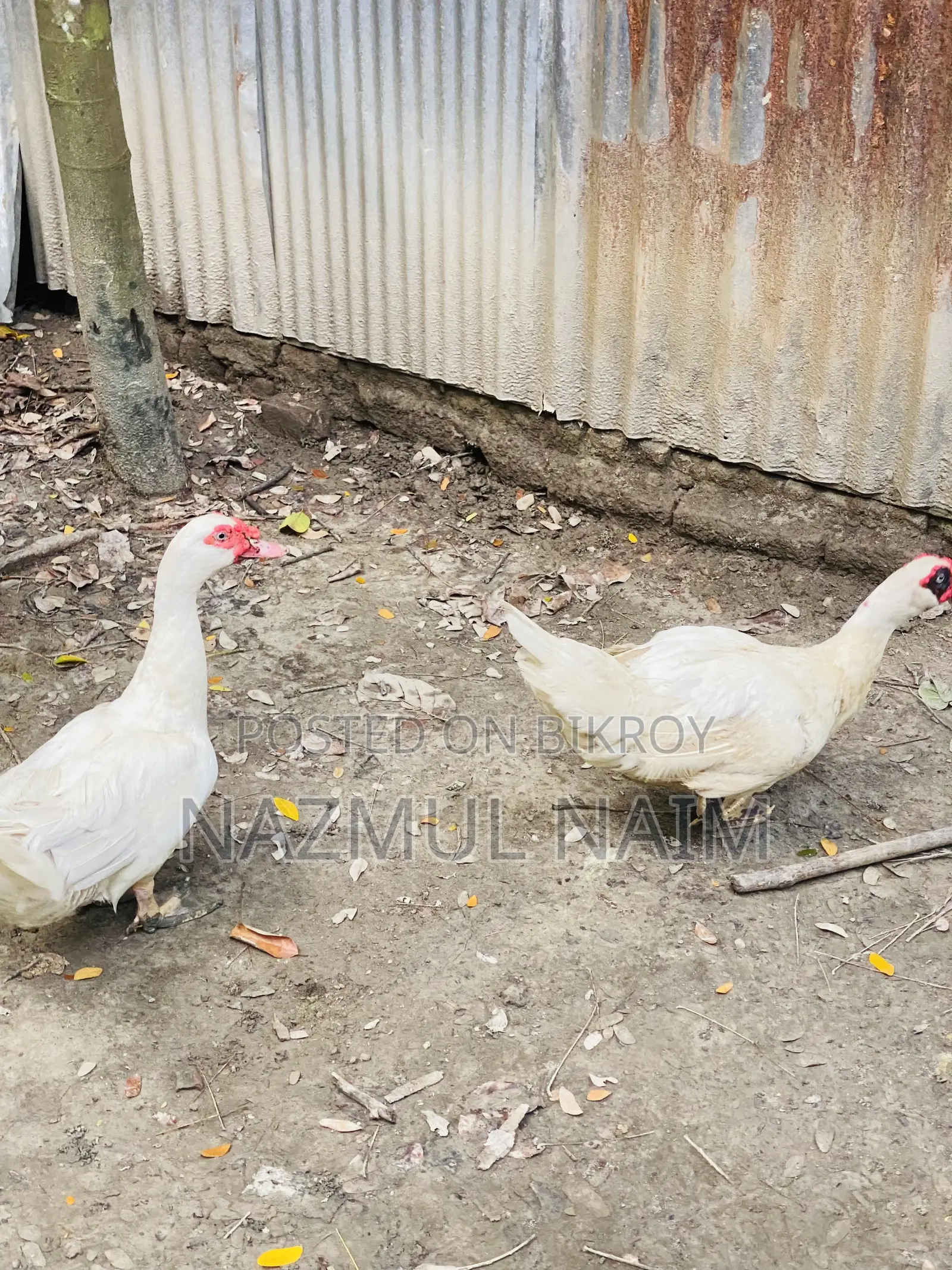 White Male Muscovy Duck for Sale