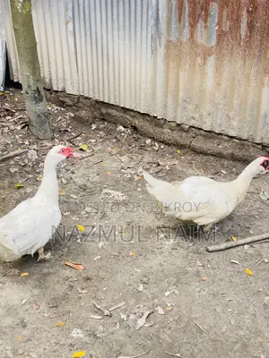 White Male Muscovy Duck for Sale