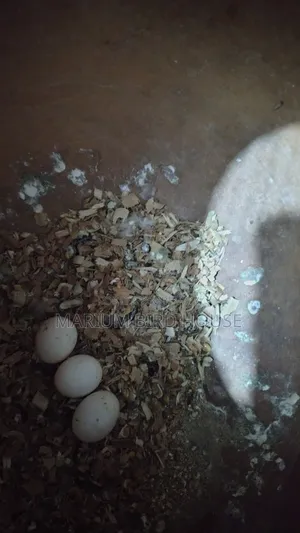 Forpus Bird With Egg