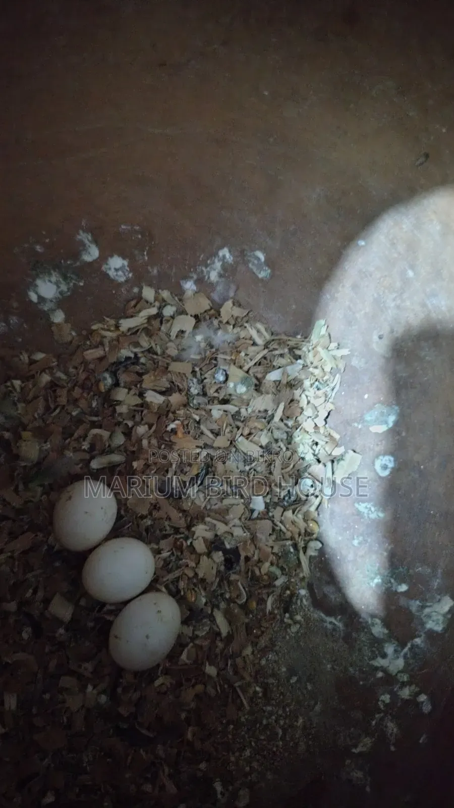 Forpus Bird With Egg