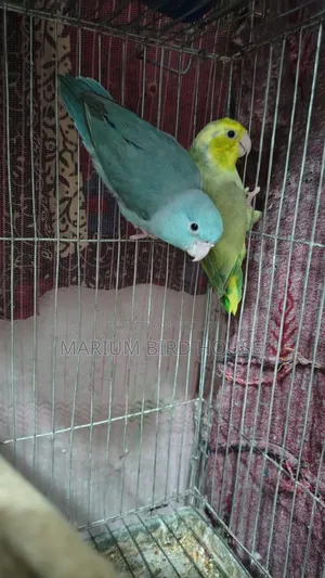 Forpus Bird With Egg