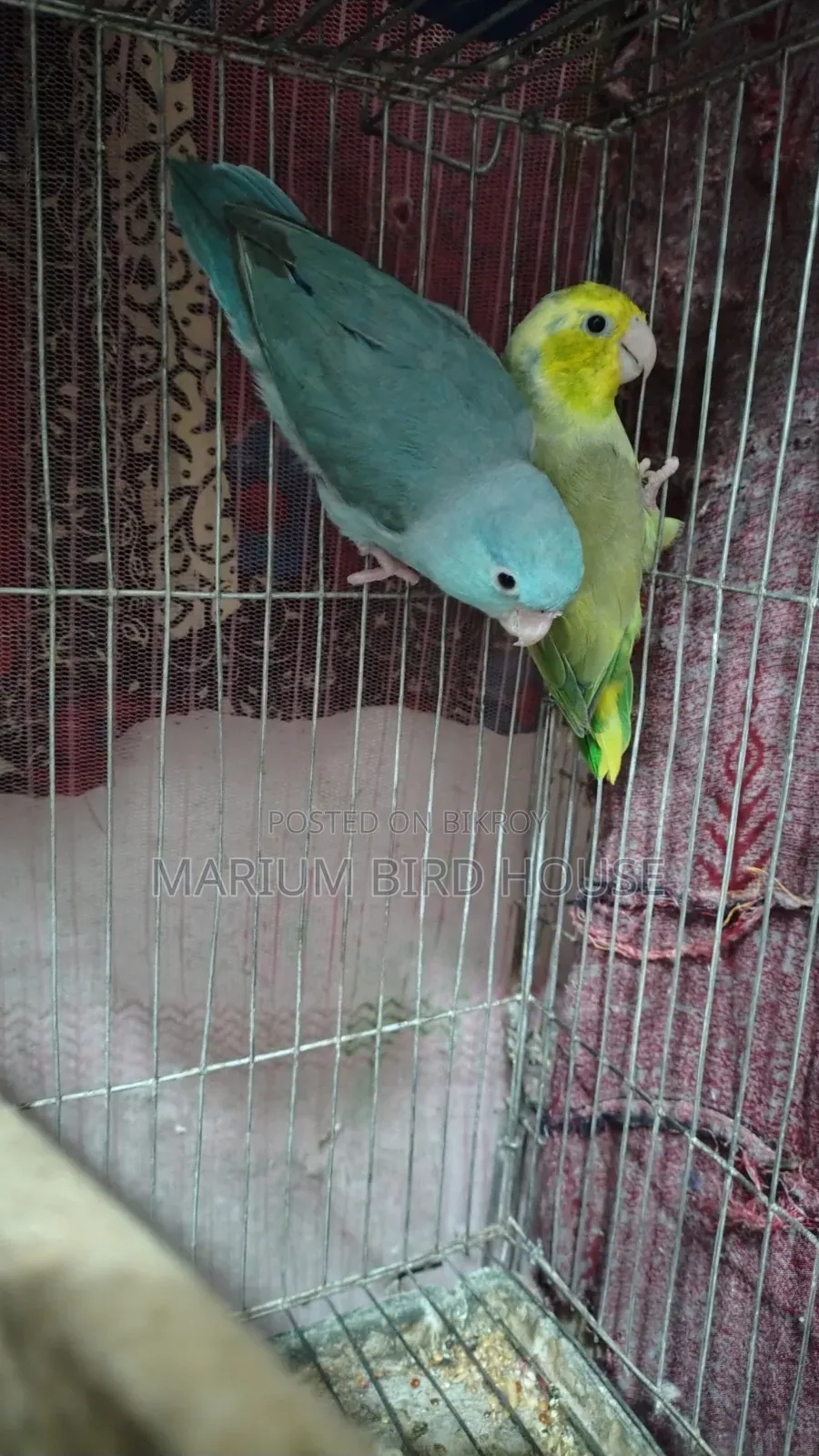 Forpus Bird With Egg