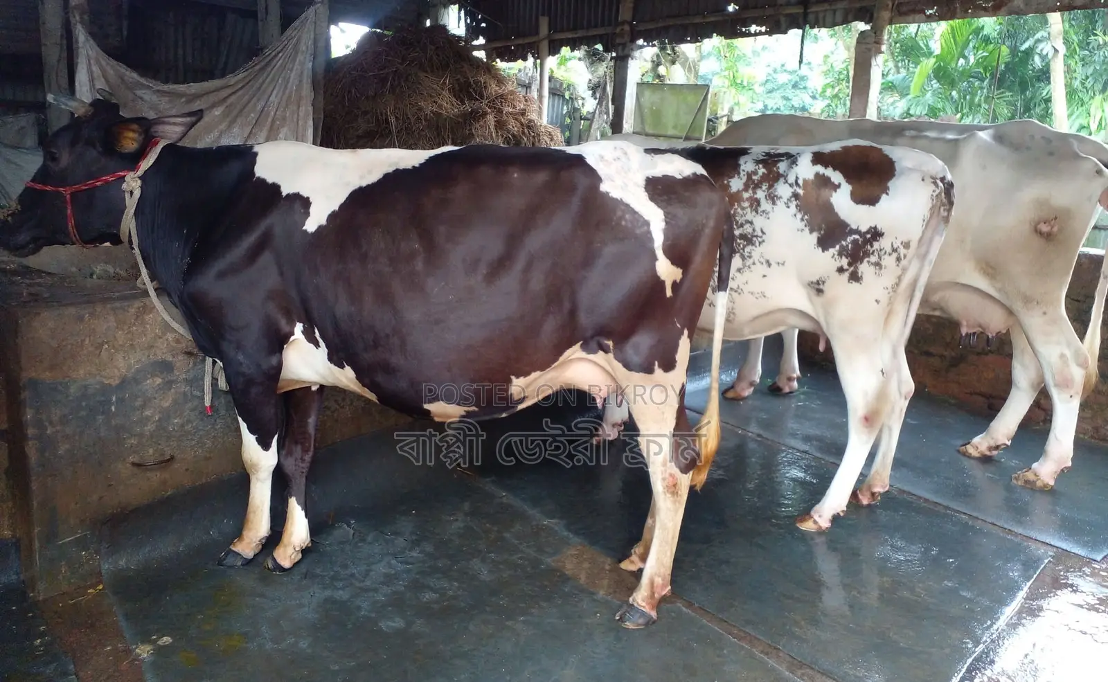 3 Improved Breed Cows for Sale, No. 1639