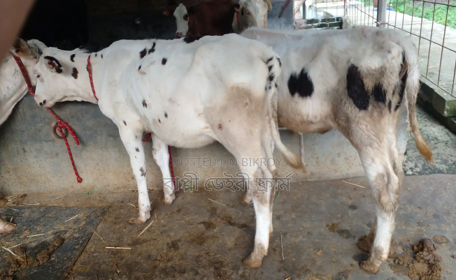 No. 1649 2 Good Breed Heifer Calves.