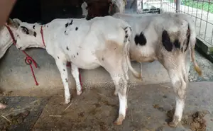 No. 1649 2 Good Breed Heifer Calves.