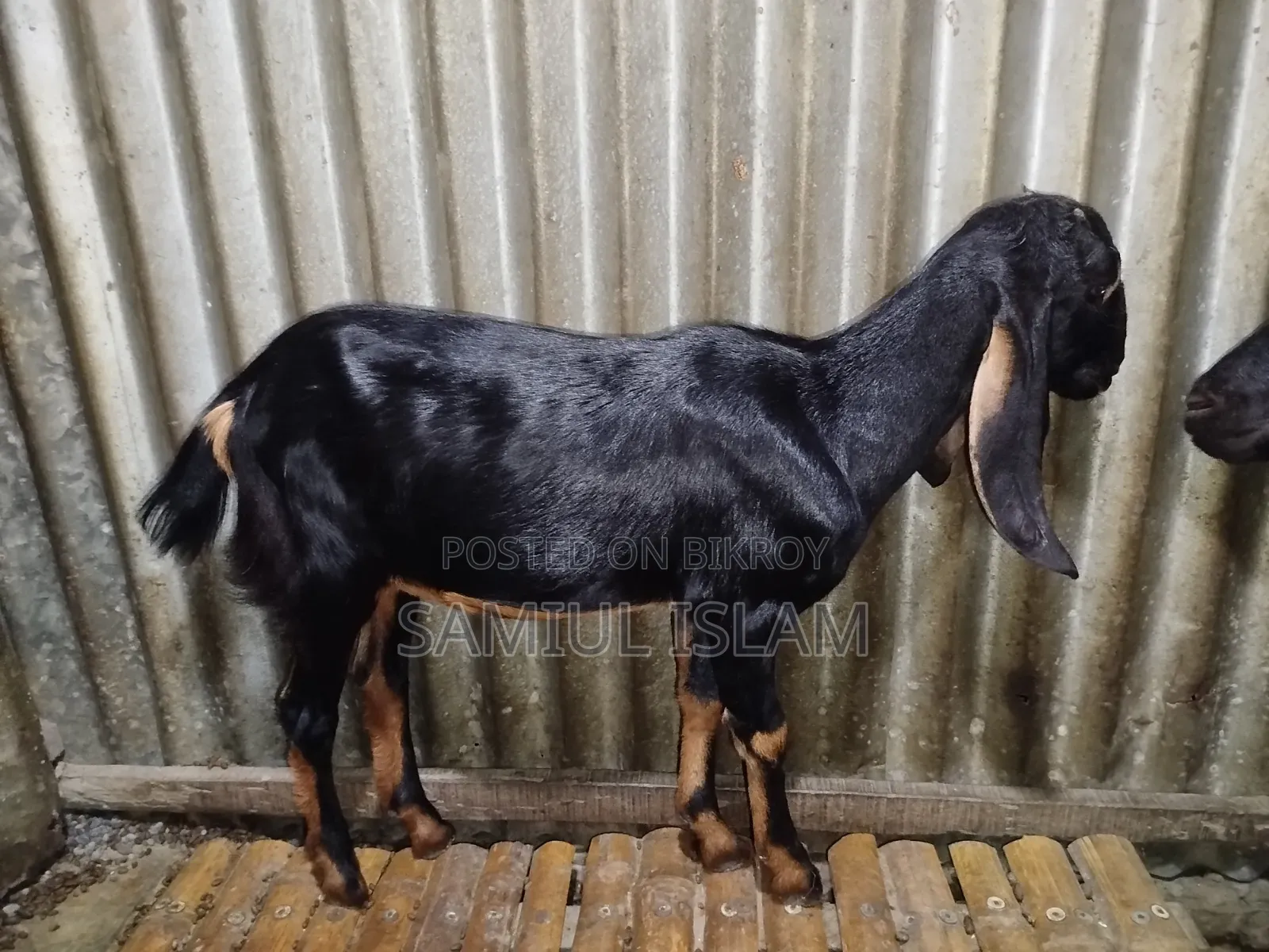 Pati Goat for Sale