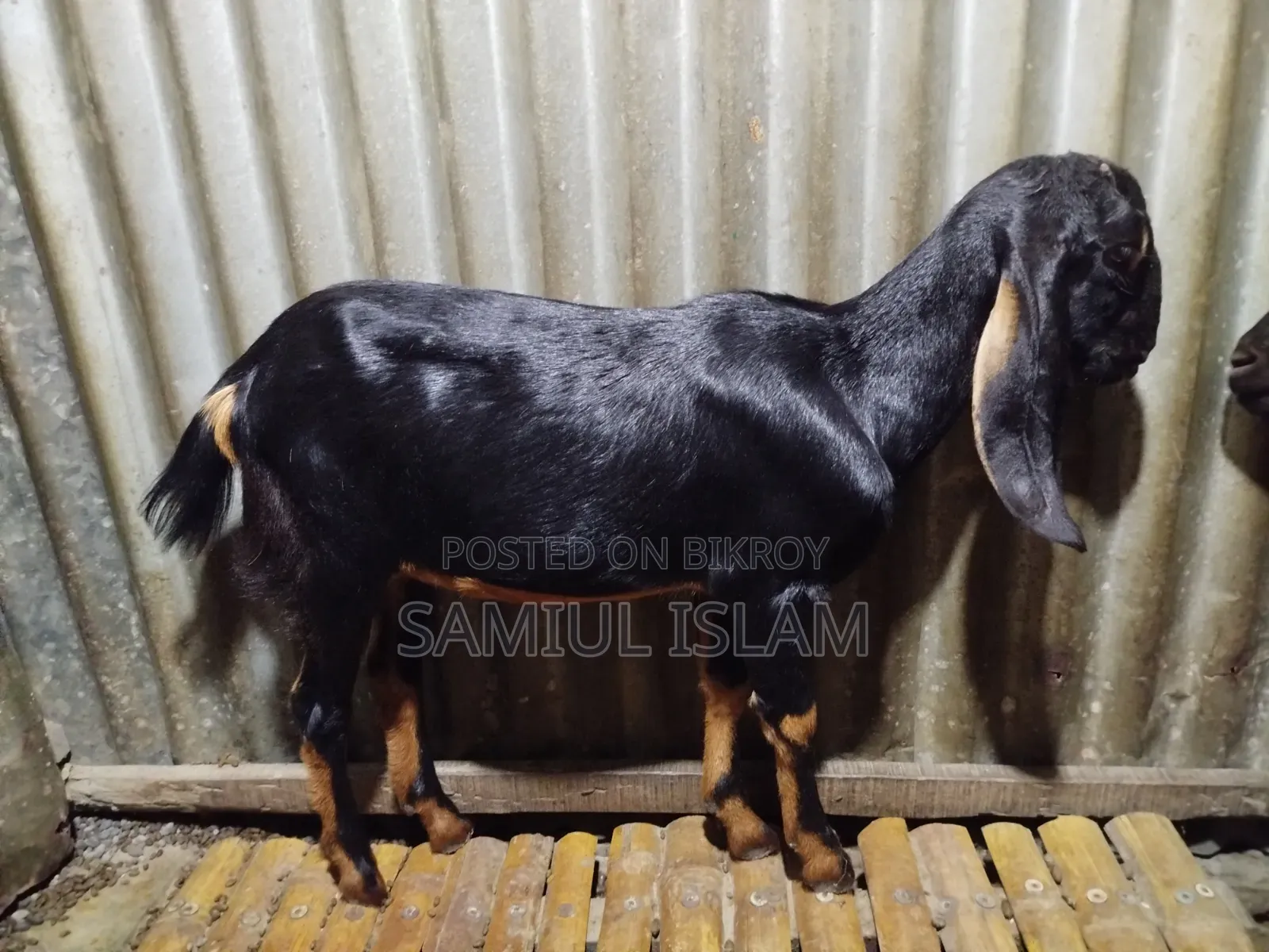 Pati Goat for Sale