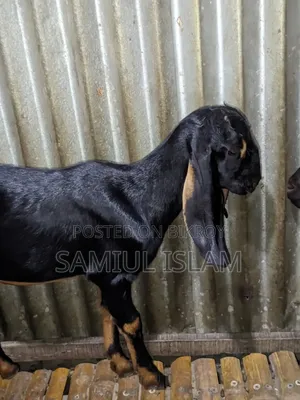 Pati Goat for Sale