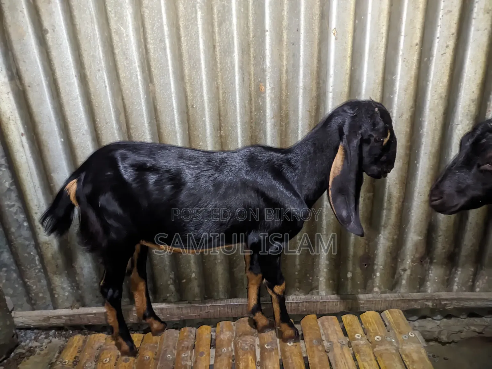 Pati Goat for Sale