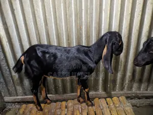 Pati Goat for Sale