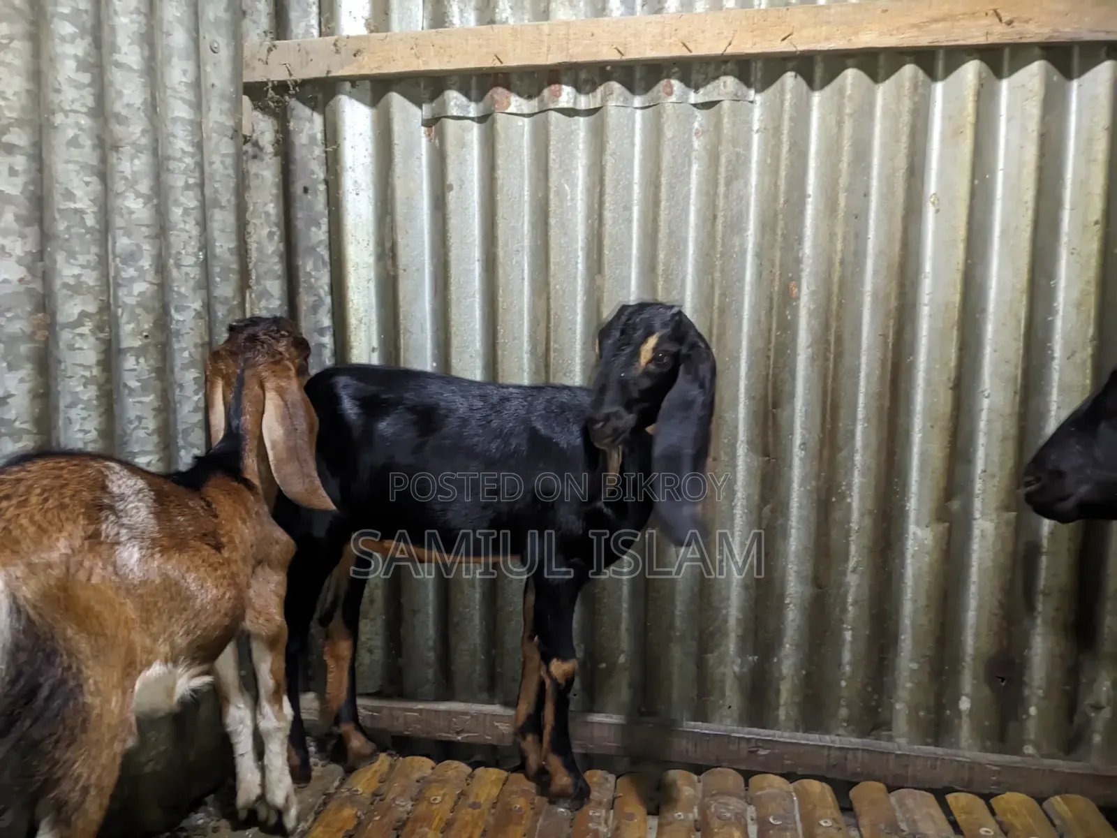Pati Goat for Sale