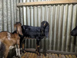Pati Goat for Sale